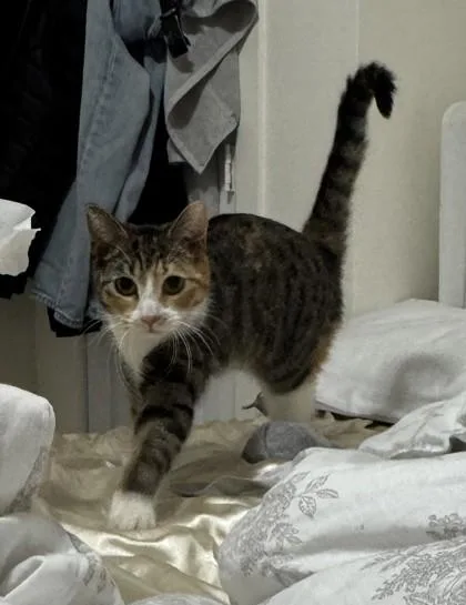 A young medium-sized female Tabby (Brown / Chocolate) Domestic Short Hair cat named Mia for adoption in New York, NY