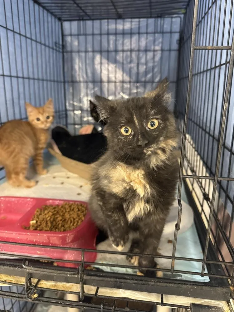 A baby small-sized female Domestic Short Hair cat named Sam MD for adoption in Fort Walton Beach, FL