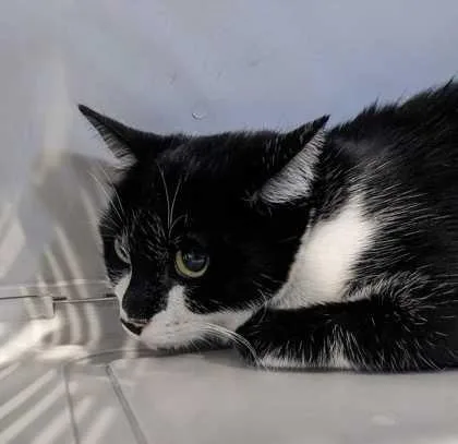 A young small-sized female Domestic Short Hair cat named Bootsie for adoption in Daytona Beach, FL