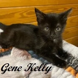 A baby medium-sized male Black Domestic Short Hair cat named Gene Kelly for adoption in Southern Pines, NC