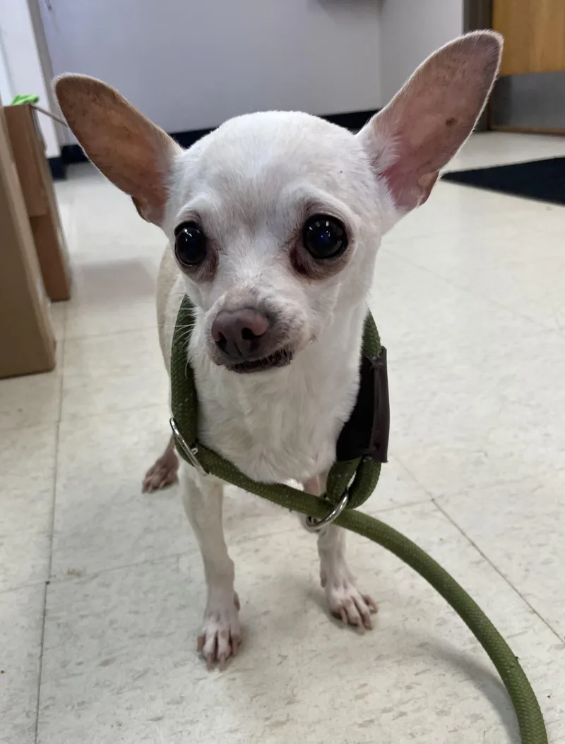 A senior small-sized female Chihuahua dog named Midge HOLD for adoption in Canton, OH