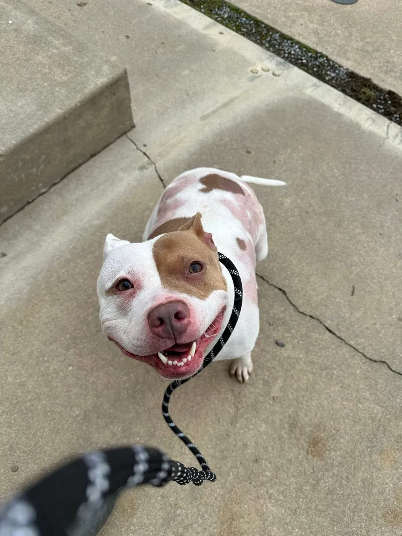 Petunia Pig thumbnail 2