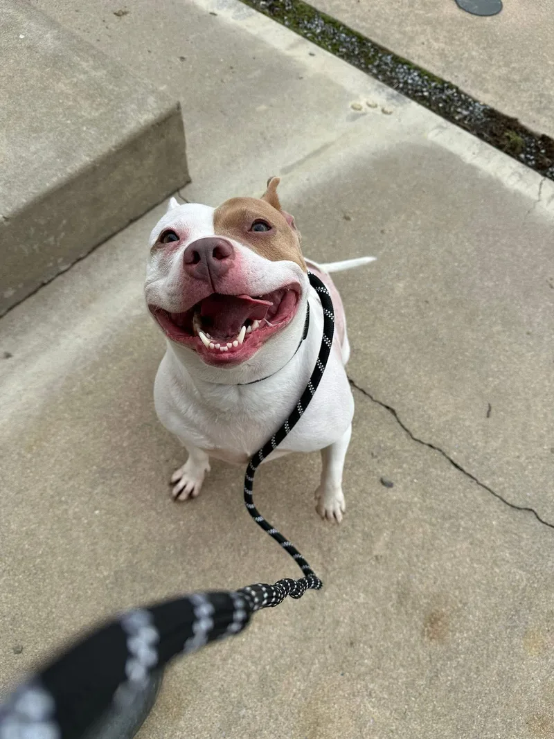 Petunia Pig thumbnail 3