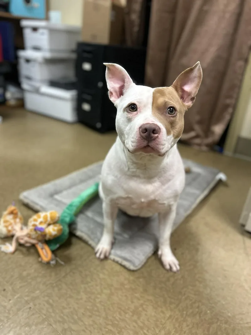 An adult medium-sized female White / Cream American Staffordshire Terrier dog named Petunia Pig for adoption in Myerstown, PA