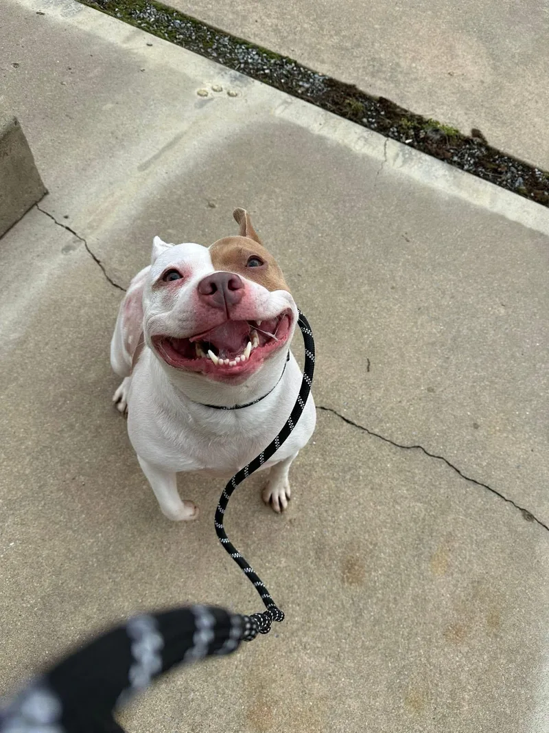 Petunia Pig thumbnail 4