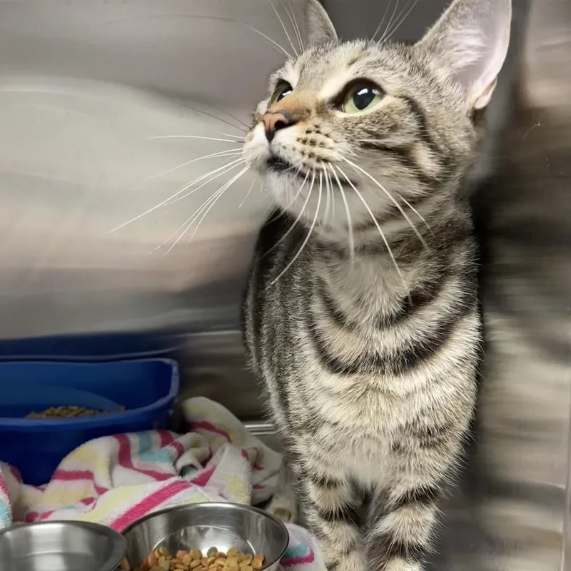 An adult medium-sized female Brown / Chocolate Domestic Short Hair cat named Matilda for adoption in Blue Ridge, GA