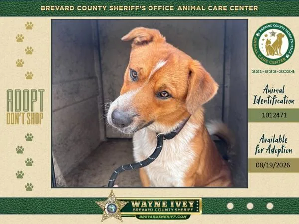 A young medium-sized male Mixed Breed dog named Buck for adoption in Melbourne, FL