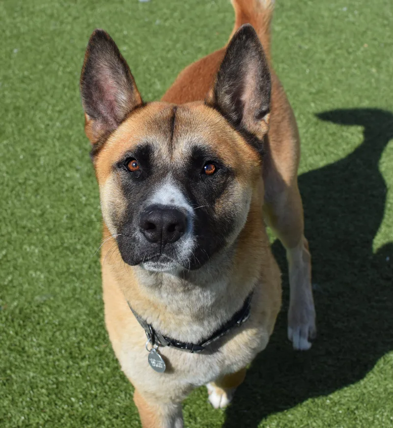 An adult large-sized male Tricolor (Brown, Black, & White) Shepherd dog named Jack for adoption in Pontiac, MI