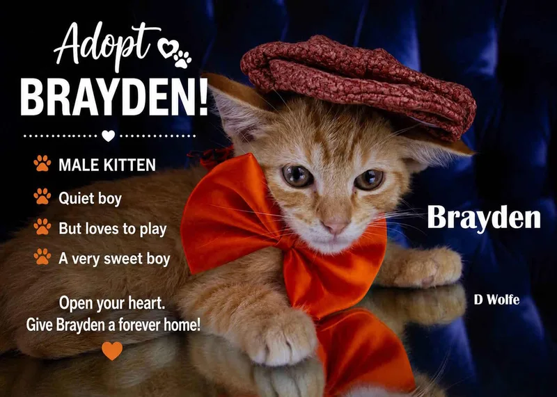 A baby medium-sized male Orange & White Tabby cat named Brayden for adoption in York, NE