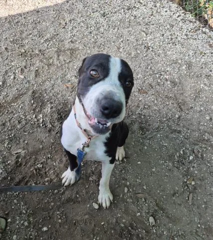 A young medium-sized male Mixed Breed dog named Fender Bender for adoption in Pensacola, FL