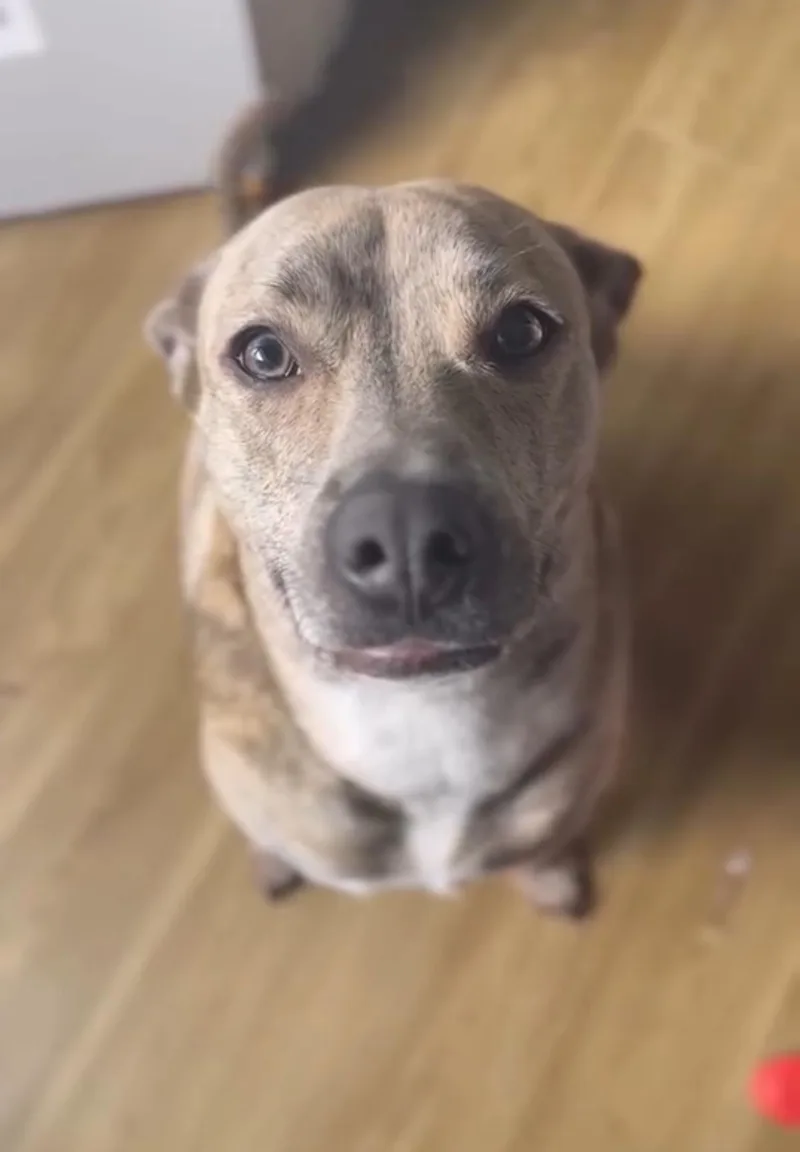 Nyla