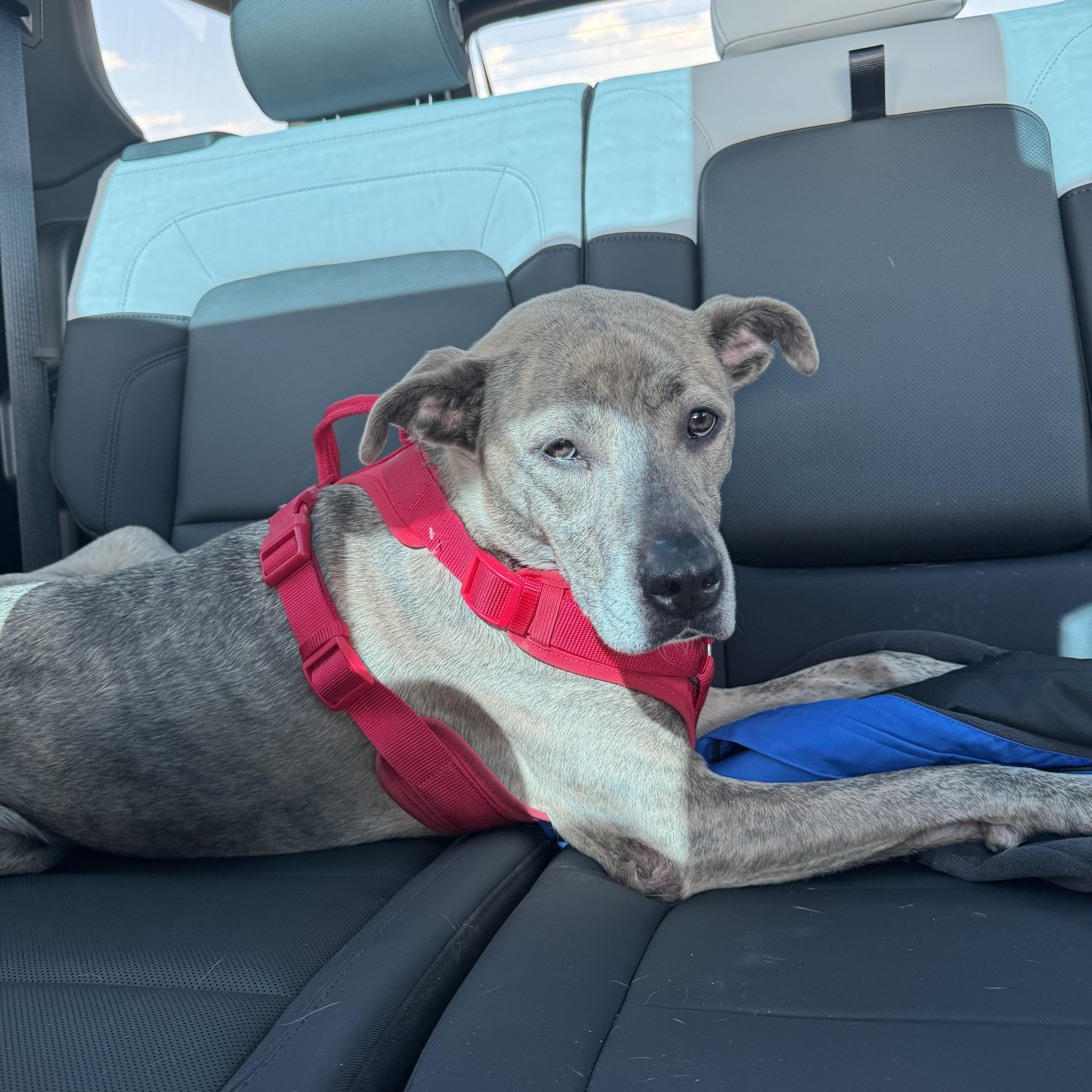 Nyla thumbnail 6
