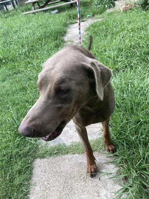 A young large-sized male Mixed Breed dog named Duke for adoption in Dallas, TX