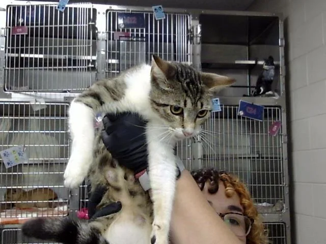 A young large-sized female Domestic Short Hair cat named Dolly for adoption in Pasadena, TX