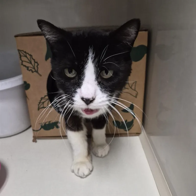 An adult medium-sized female Black Domestic Short Hair cat named Mimzy for adoption in Edwardsville, IL