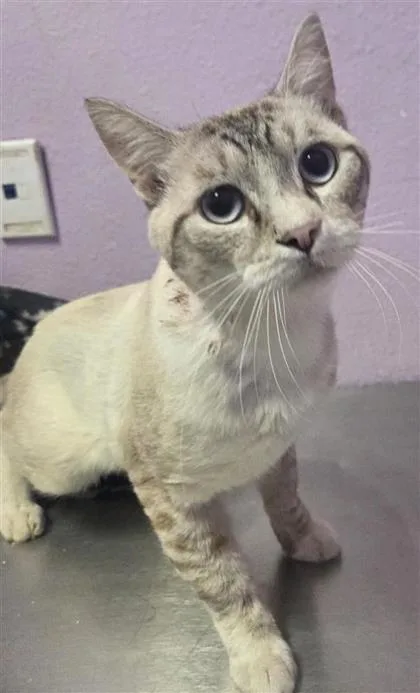An adult medium-sized male Seal Point Siamese cat named Tomahawk for adoption in El Paso, TX