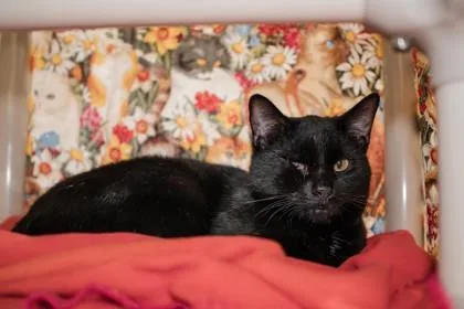 Tapenade thumbnail 4