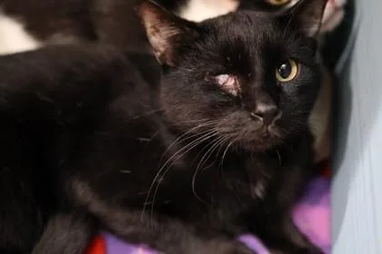 Tapenade thumbnail 5