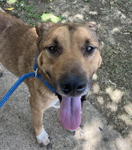An adult medium-sized male Mixed Breed dog named Royal for adoption in Dallas, TX