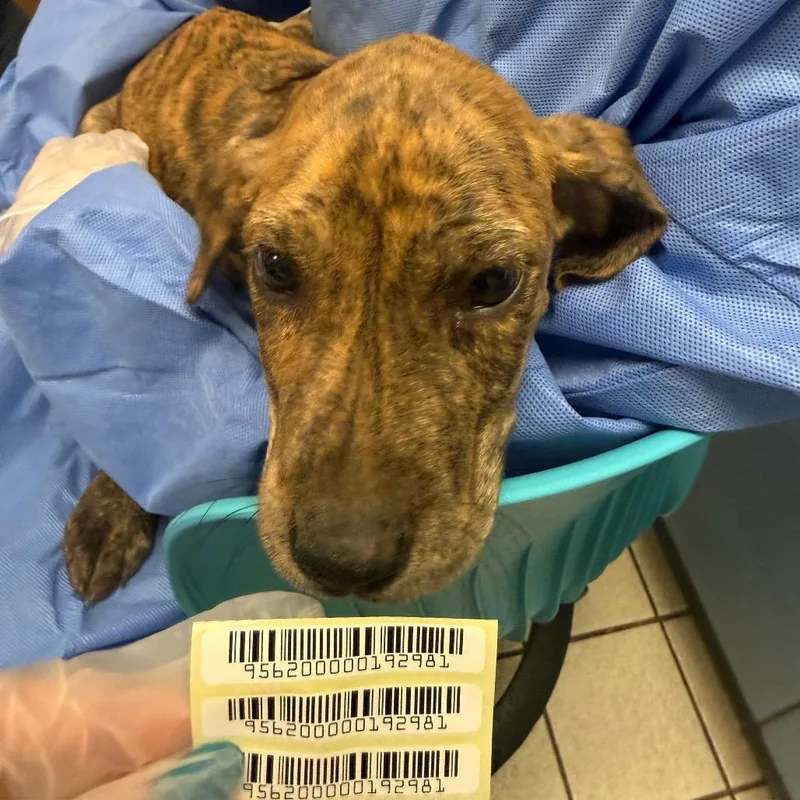A baby small-sized male Brindle Mixed Breed dog named Cinder for adoption in Charleston, WV