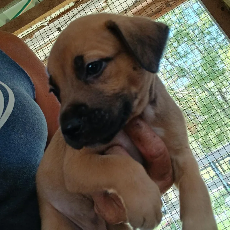 A baby medium-sized male Yellow / Tan / Blond / Fawn Mixed Breed dog named Blayz for adoption in Morriston, FL