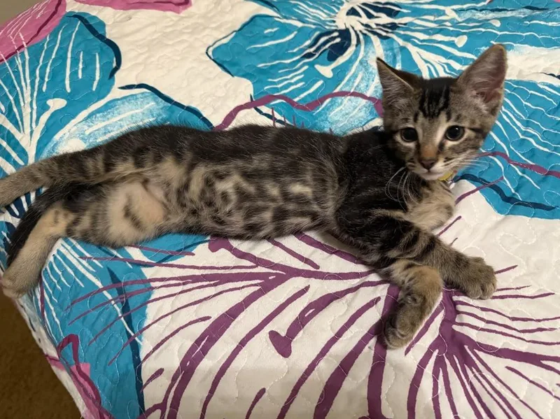 A baby medium-sized male Domestic Short Hair cat named Kiwi for adoption in Salt Lake City, UT
