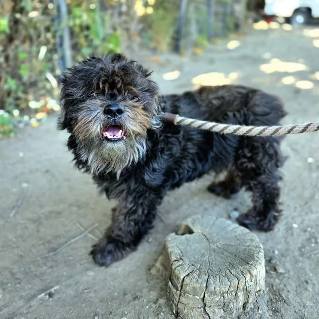A senior small-sized male Shih Tzu dog named Happy for adoption in Long Beach, CA
