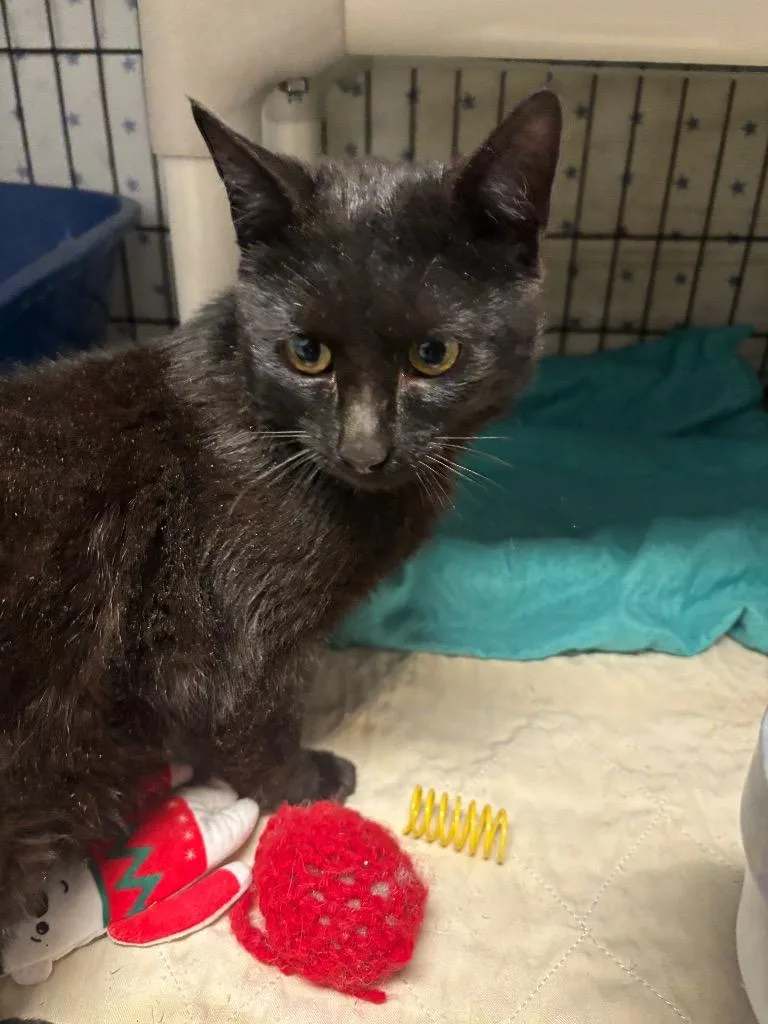 A young medium-sized male Domestic Short Hair cat named Panther for adoption in Hartford City, IN