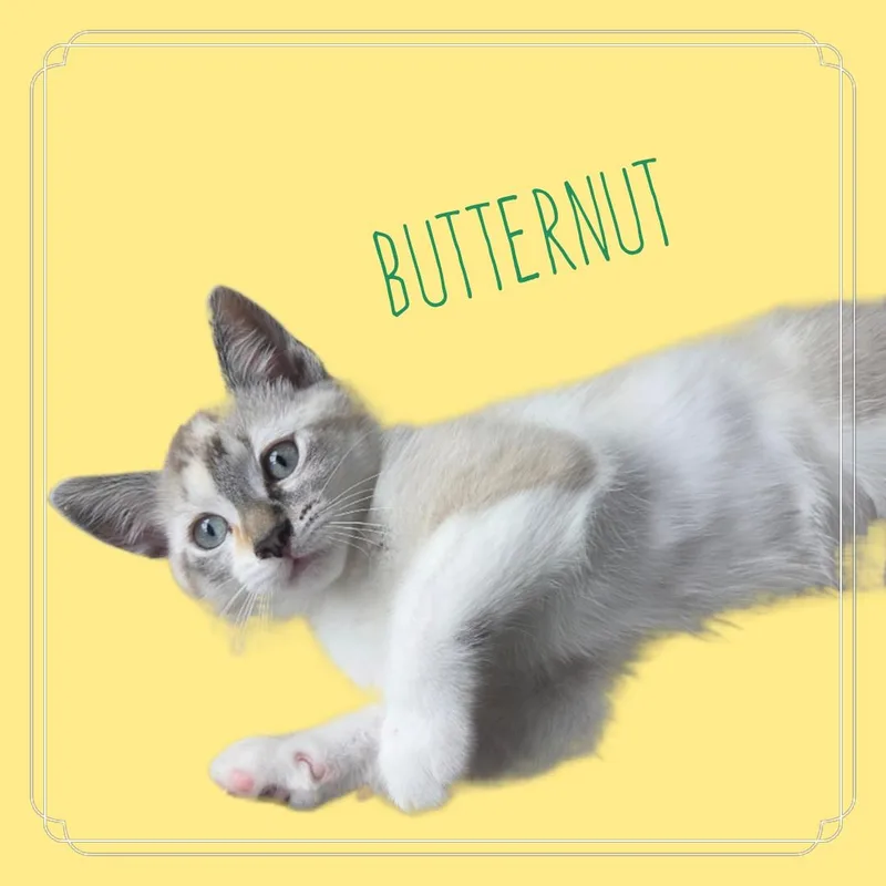 A young medium-sized female Gray / Blue / Silver Siamese cat named Butternut Doe for adoption in Alpharetta, GA
