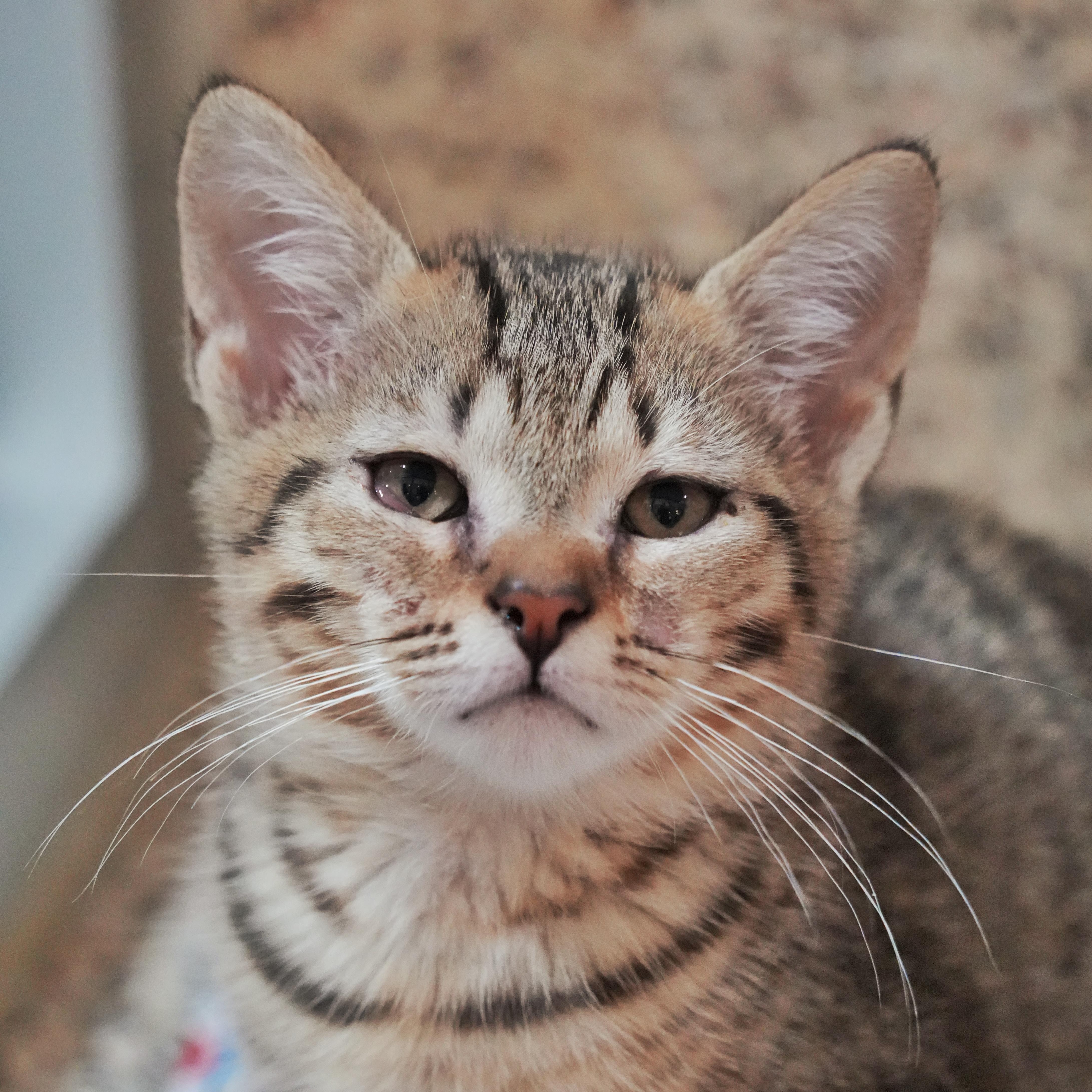 A young small-sized male Tabby (Brown / Chocolate) Domestic Short Hair cat named Brewski for adoption in Aiken, SC