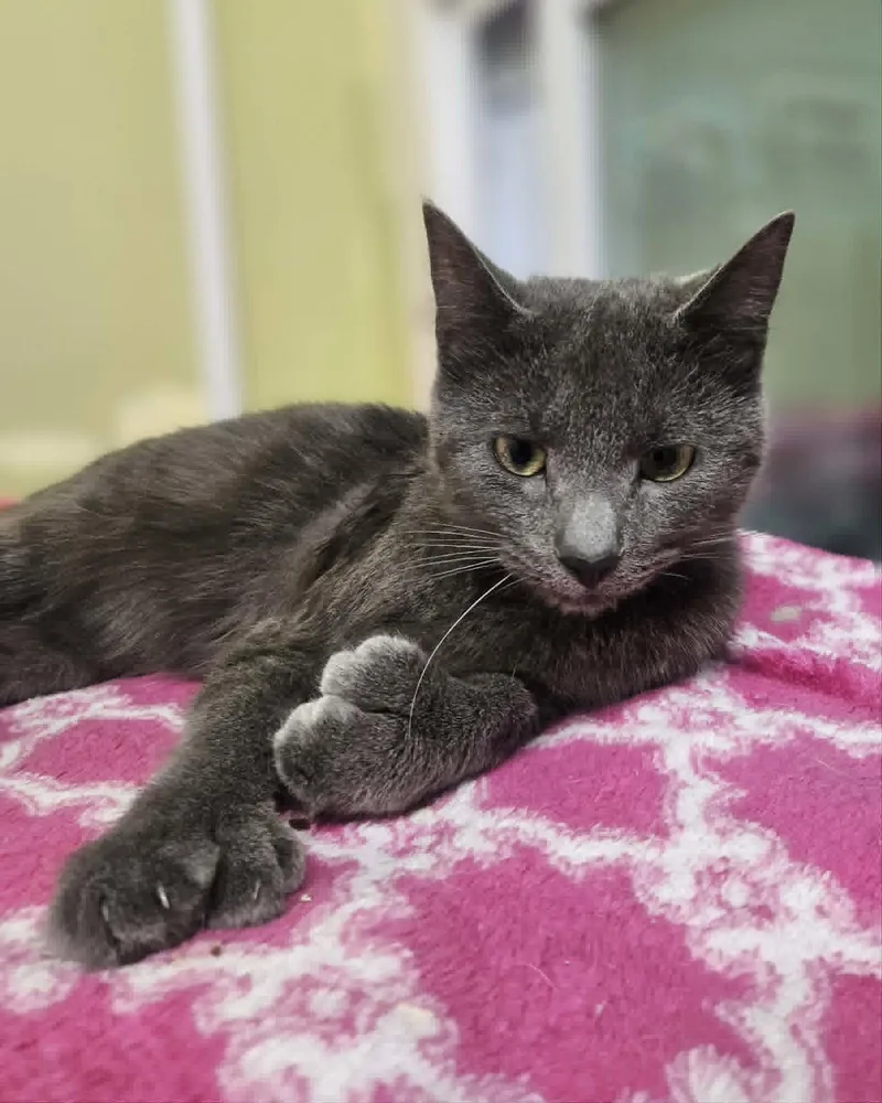 A young medium-sized female Gray / Blue / Silver Domestic Short Hair cat named Sweet Pea for adoption in Gonic, NH