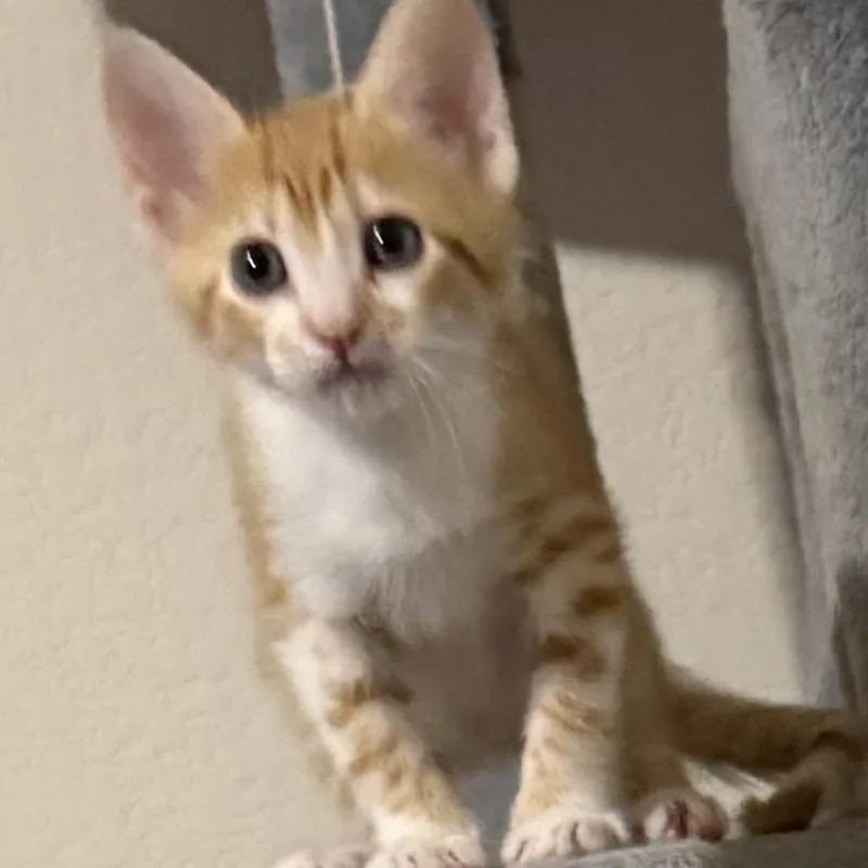 A baby small-sized male Orange / Red Domestic Short Hair cat named Radish for adoption in Austin, TX