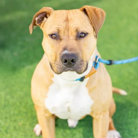 An adult large-sized male Pit Bull Terrier dog named Doogie for adoption in Camarillo, CA