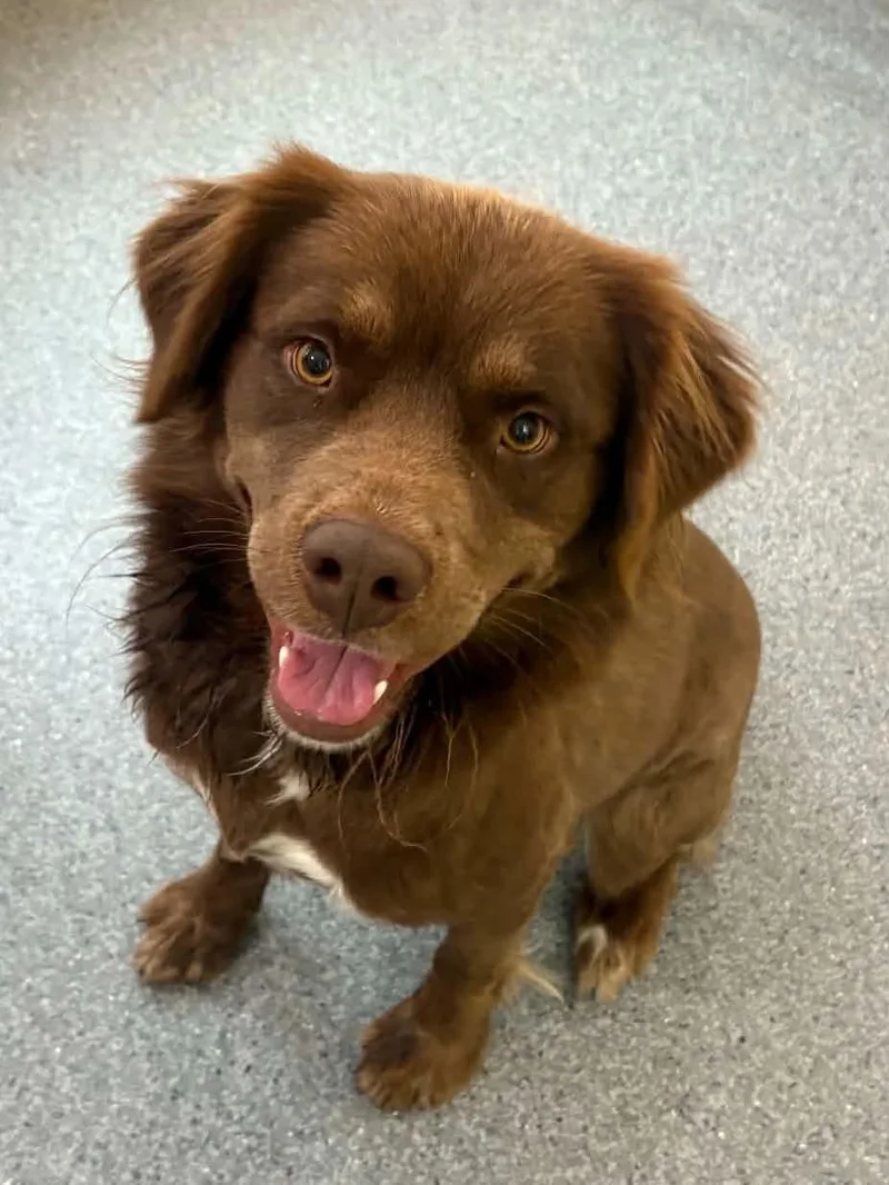 An adult medium-sized male Australian Shepherd dog named Everest for adoption in Covington, VA