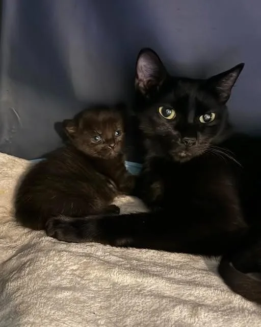 A young medium-sized female Domestic Short Hair cat named Betty for adoption in Libertyville, IL
