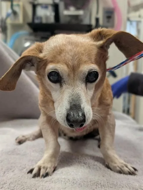 A senior small-sized female Mixed Breed dog named Courage for adoption in Dallas, TX