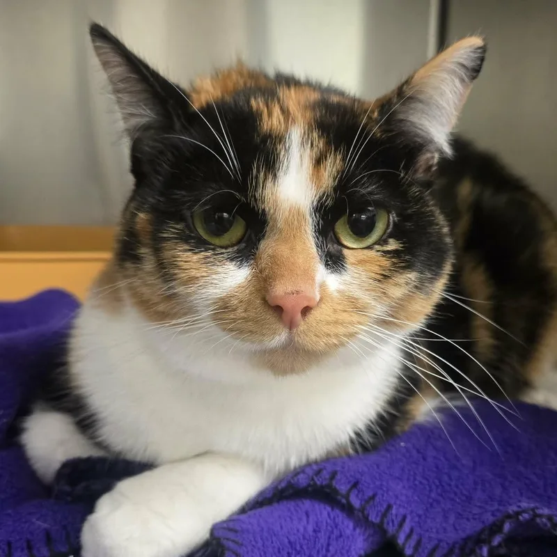 An adult medium-sized female Calico Domestic Short Hair cat named Ariel for adoption in Martinsville, IN