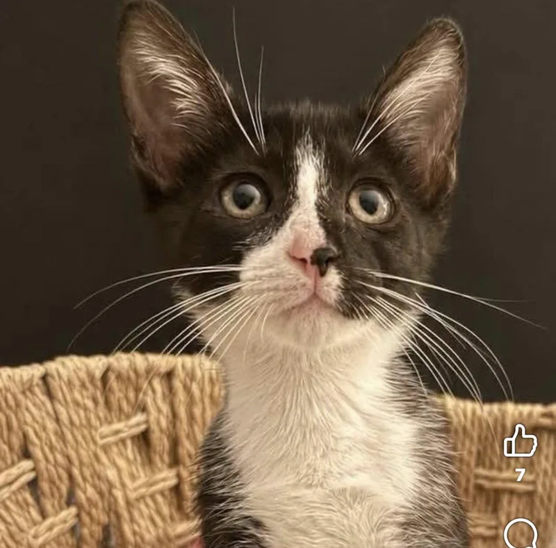 A baby small-sized male Domestic Short Hair cat named Bk for adoption in Grand Bay, AL