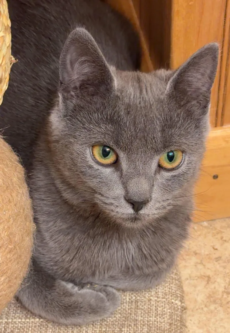 A baby small-sized female Gray / Blue / Silver Domestic Short Hair cat named Willow for adoption in Beckley, WV