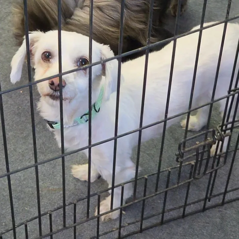 An adult medium-sized female White / Cream Coton de Tulear dog named Solo for adoption in LaGrange, IN