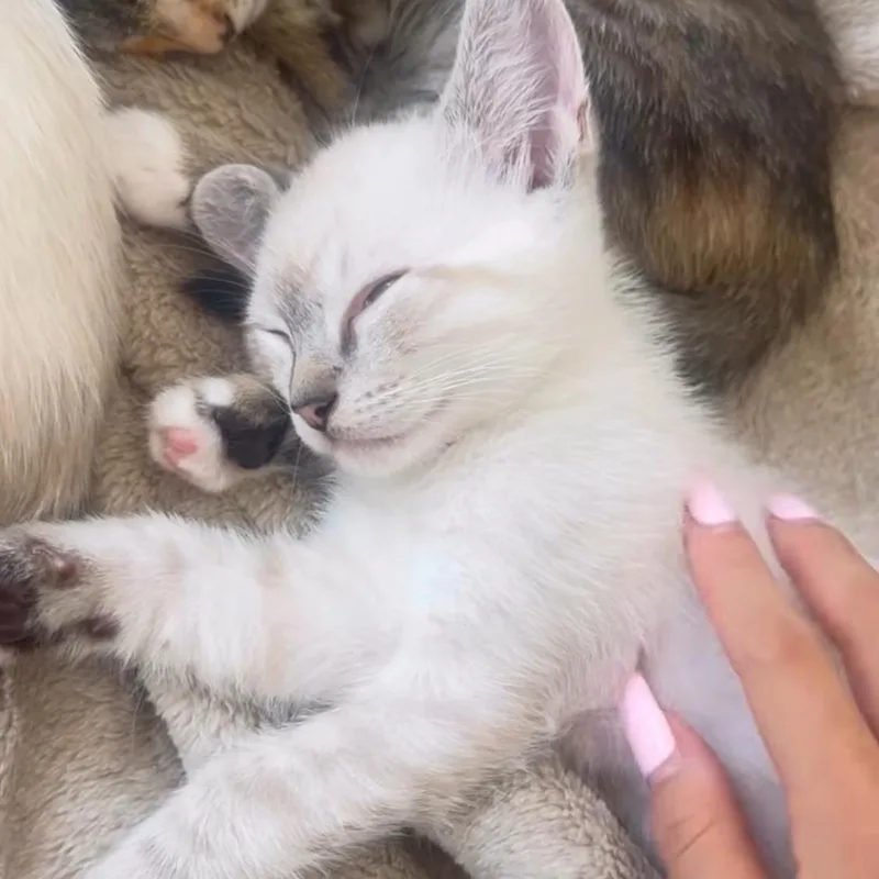 Snowie thumbnail 4