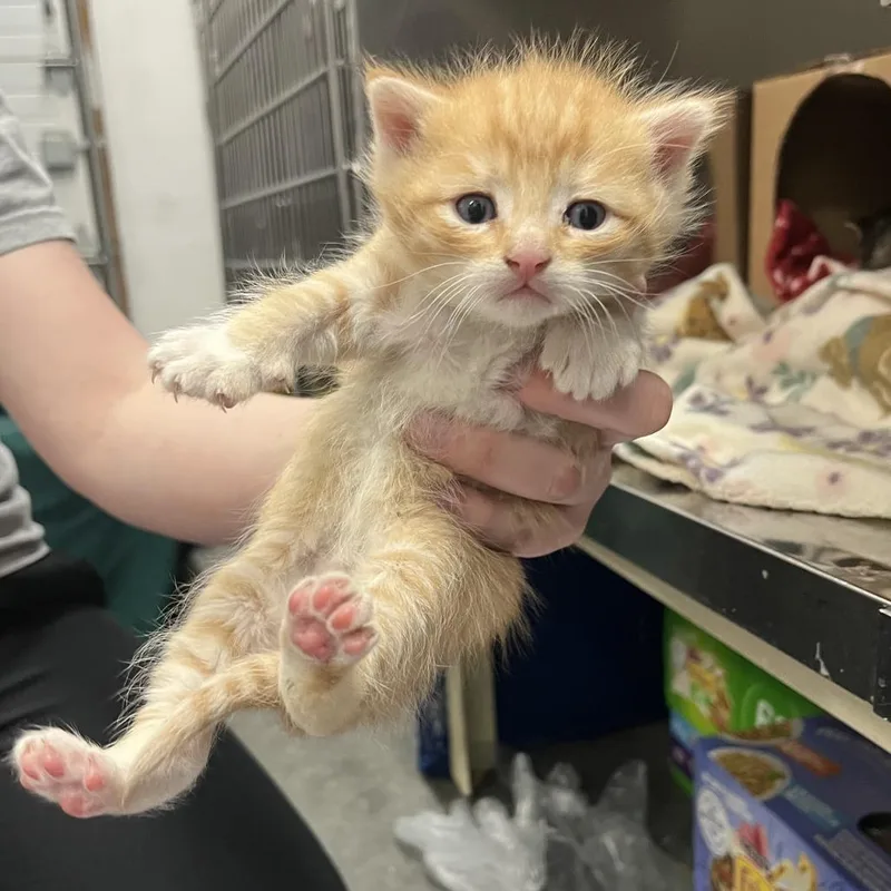 A baby small-sized male Orange / Red Domestic Short Hair cat named Frozone for adoption in Idaho Falls, ID