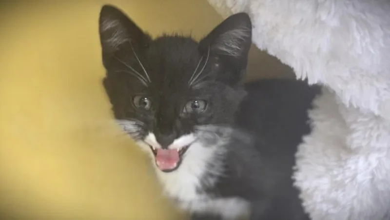 A baby small-sized male Domestic Short Hair cat named Teefees for adoption in Los Angeles, CA