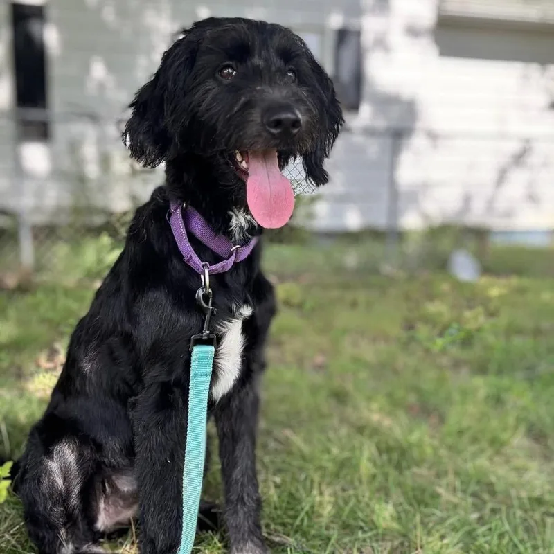 Brienne thumbnail 6