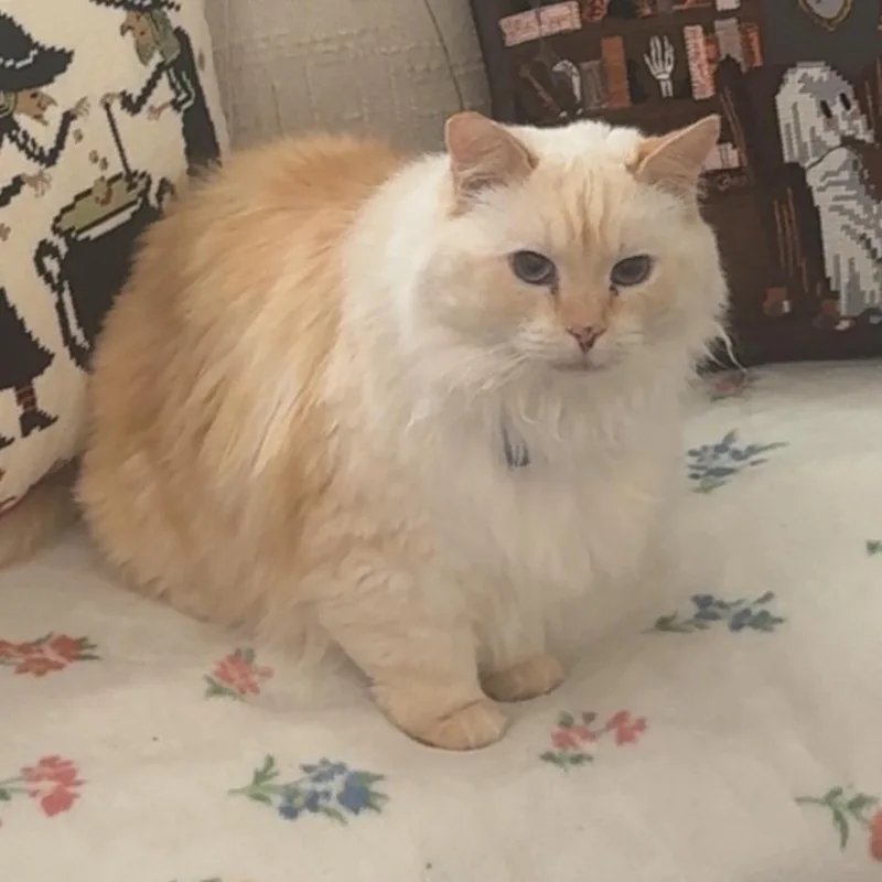 An adult small-sized female Orange / Red Domestic Long Hair cat named Ginger for adoption in Carlin, NV