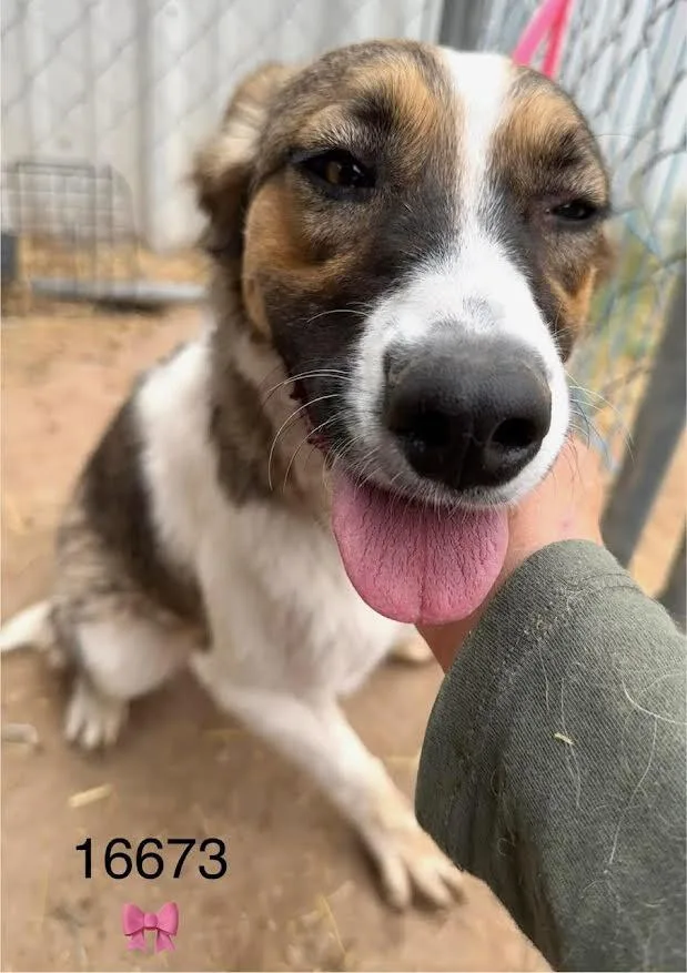 An adult medium-sized female Tricolor (Brown, Black, & White) Mixed Breed dog named Columbia for adoption in Fort Collins, CO