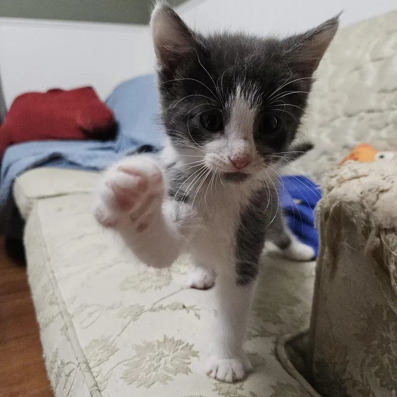 A baby small-sized male Gray / Blue / Silver Domestic Long Hair cat named Monkey for adoption in Columbia, MO