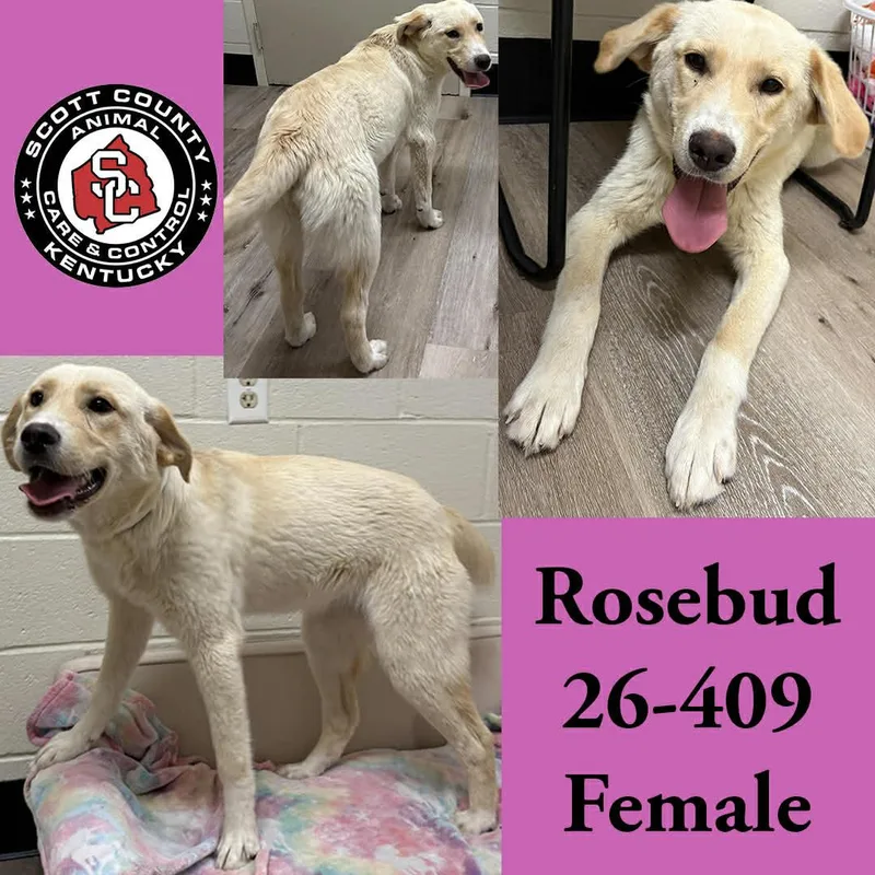 A young large-sized female Labrador Retriever dog named Rosebud for adoption in Georgetown, KY