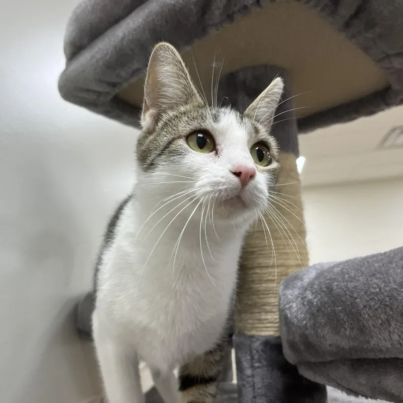An adult medium-sized female Gray / Blue / Silver Domestic Short Hair cat named Marmot for adoption in Lyndhurst, VA