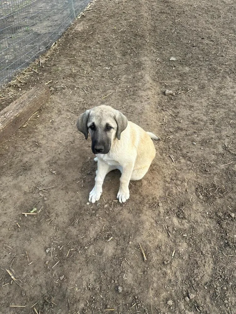 A baby large-sized female Apricot / Beige Anatolian Shepherd dog named Black for adoption in Linton, IN